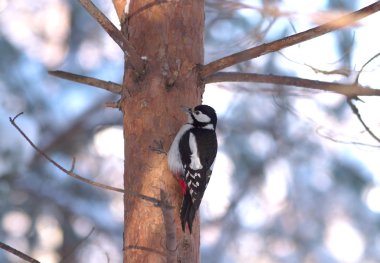 kış orman büyük benekli ağaçkakan