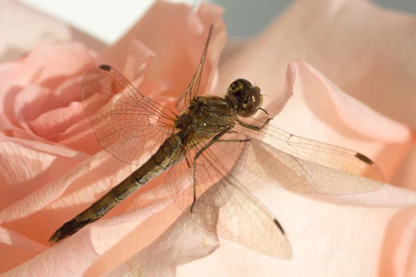 Dragonfly op bloem close-up — Stockfoto