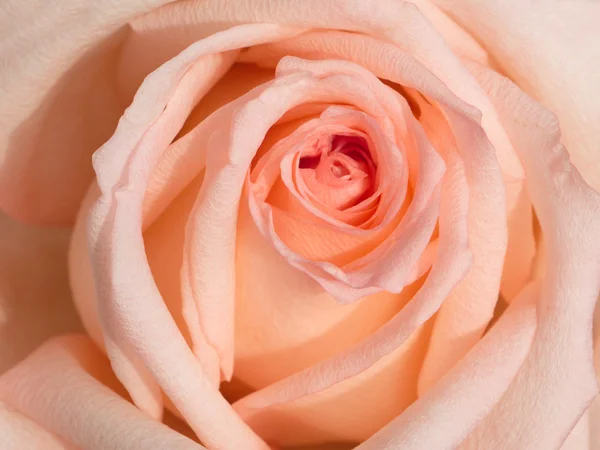 Pink Rose bud closeup — Stock Photo, Image