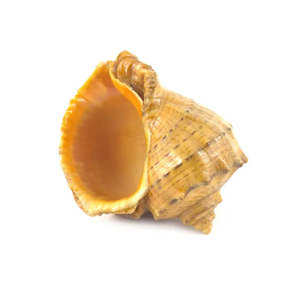 Seashells isolated on white — Stock Photo, Image