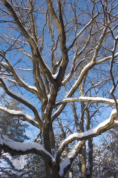 橡木树在冬天木 — 图库照片