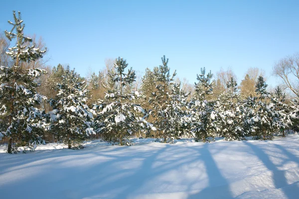 Sapins dans la forêt d'hiver — Photo