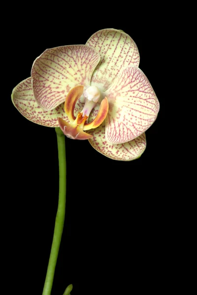 Orchidée fleur isolée sur noir — Photo