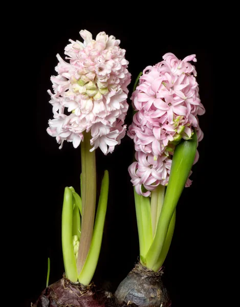 Hyacinth flowers isolated on black — Stock Photo, Image