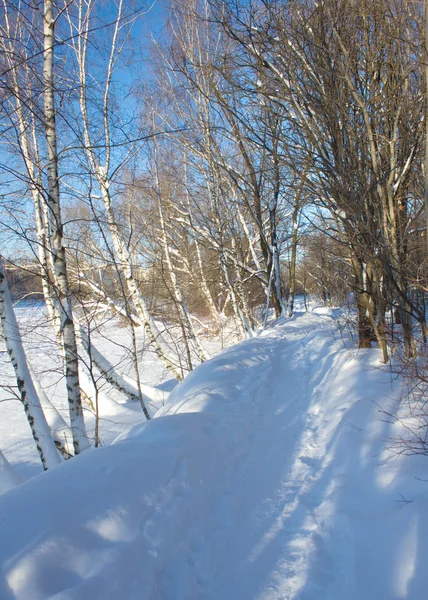 Cesta v zimním lese v slunečný den — Stock fotografie