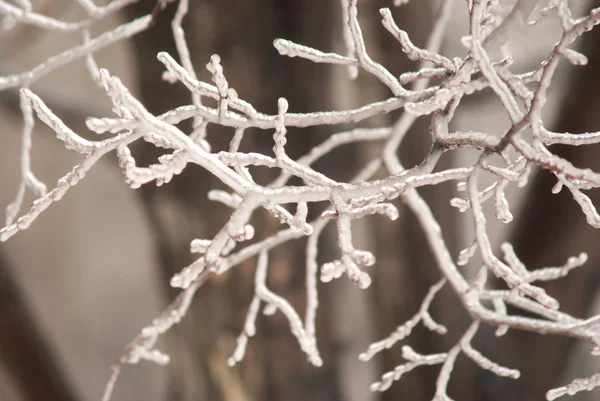 Frozen tree branch closeup — Stock Photo, Image