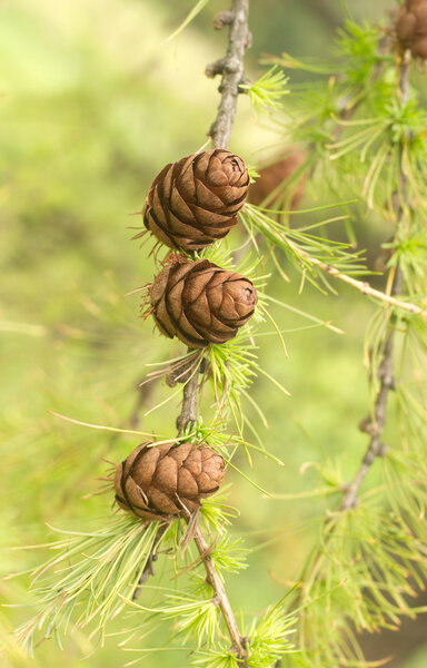 Larch tree brunch with cones