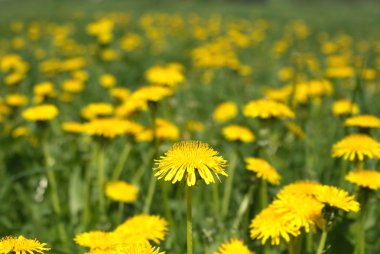 Sarı dandelions closeup ile çayır