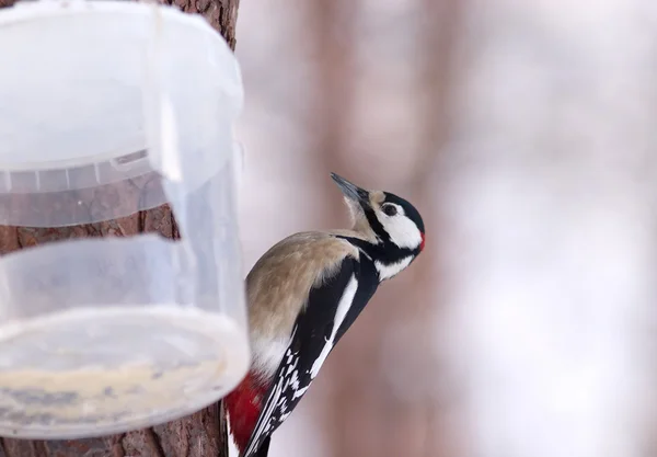 Great Spotted Woodpecker in winter woods — Stock Photo, Image
