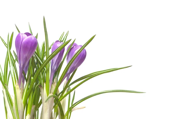 Crocuses flowers isolated on white — Stock Photo, Image