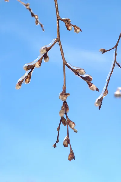 春の芽と木の枝 — ストック写真