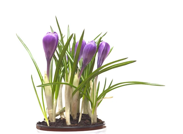 Crocuses flowers in pot isolated — Stock Photo, Image