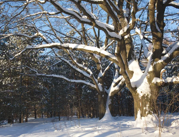 Ekar i vinter trä — Stock fotografie
