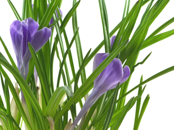 Crocus flowers isolated closeup — Stock Photo, Image