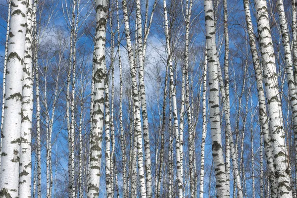 많은 백 화 나무의 나무 — 스톡 사진