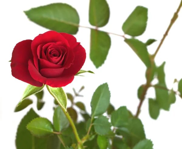 Röd ros på gren med många gröna blad isolerade — Stockfoto