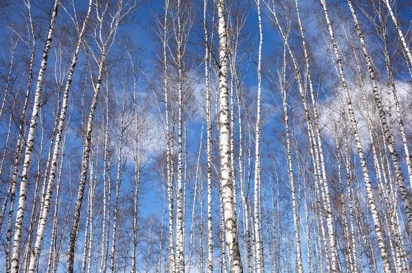 Madera de muchos abedules en primavera —  Fotos de Stock