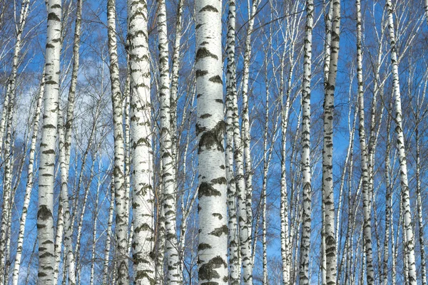 多くの白樺の木 — ストック写真