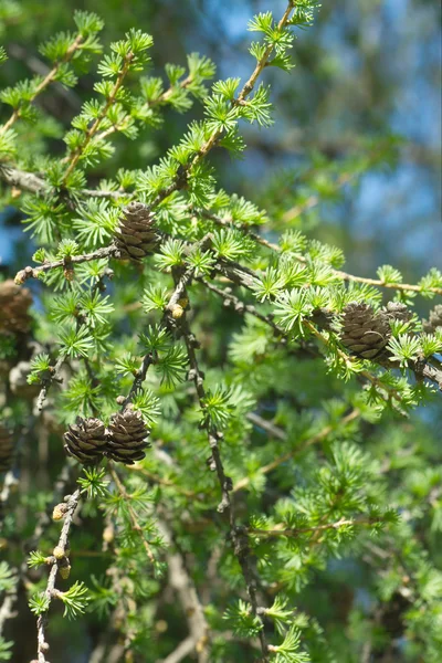 Larch ramos de árvore com cones na primavera — Fotografia de Stock