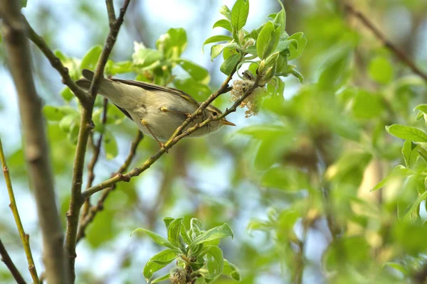 Wren pássaro senta-se em um ramo — Fotografia de Stock