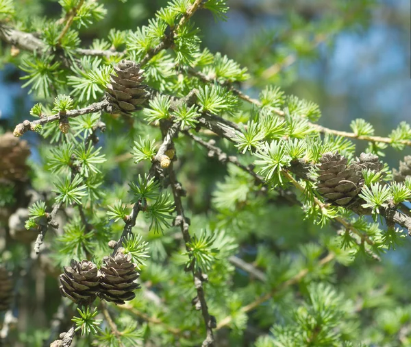 Ramas de algarrobos con conos en primavera —  Fotos de Stock