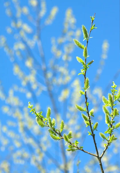 枝上の花の芽のクローズ アップと背景をぼかし — ストック写真