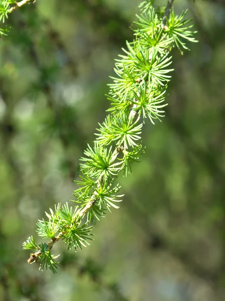 Larch branch closeup — Stock Photo, Image