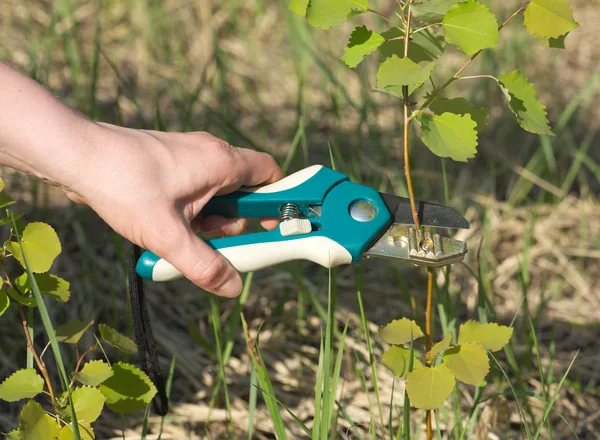 Garden tool in action — Stock Photo, Image