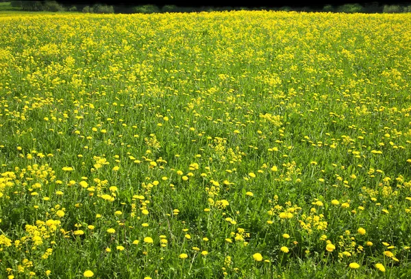 多くの黄色いタンポポの草原 — ストック写真
