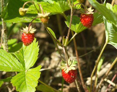 lezzetli ahududu tatlı yetişir