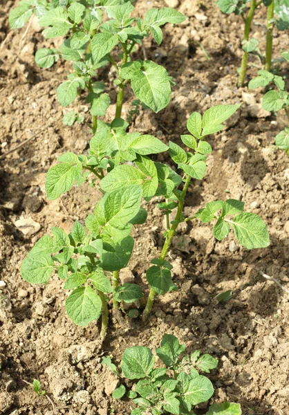 Kartoffelsträucher wachsen in Gartennähe — Stockfoto