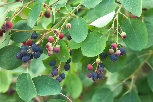 shadberry meyve yeşil dallar portre üzerinde