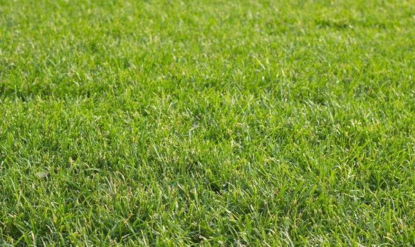 Many green grass close up — Stock Photo, Image