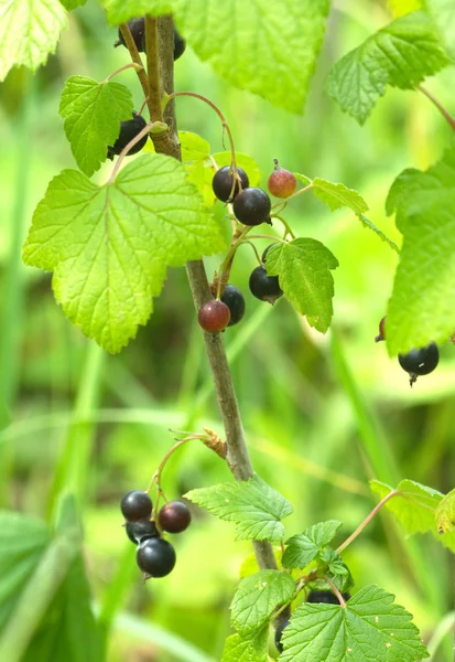 Rijpe zwarte bessen bessen groeit close-up — Stockfoto