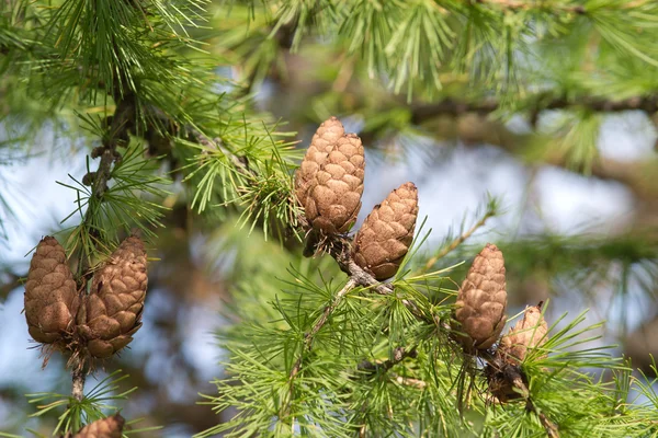 Larch tree branches with cones close — Stock Photo, Image