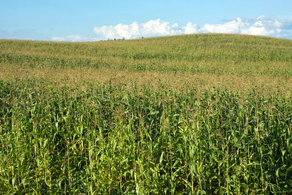 Кукурузное поле и холм под синим летним небом с облаками — стоковое фото