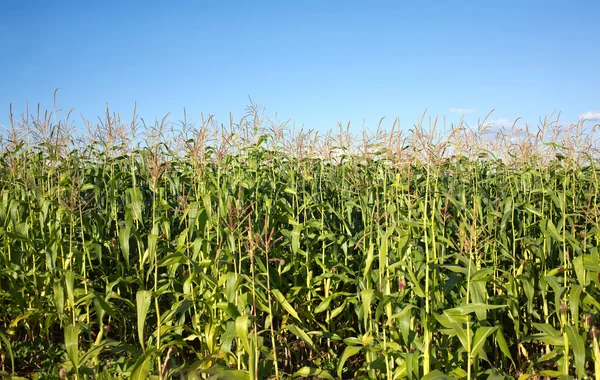 Кукурузное поле под ясным летним небом — стоковое фото
