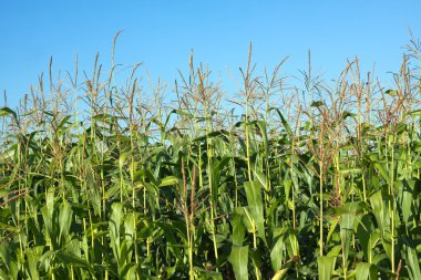 Mısır alan yaz açık mavi gökyüzü altında