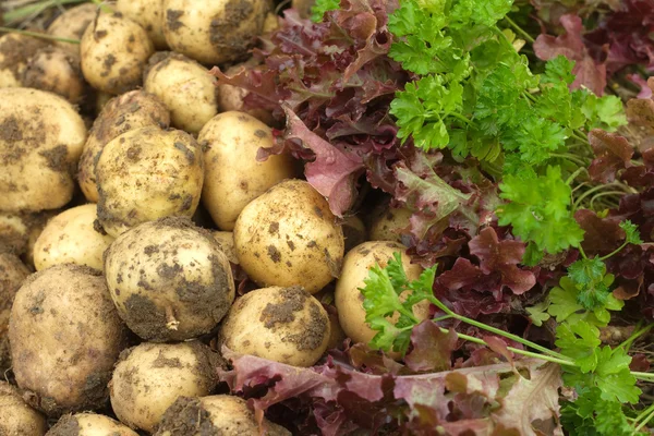 Красный салат, зеленая петрушка и молодая картошка. — стоковое фото