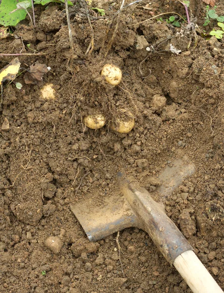 Graven aardappelen met schop in een tuin — Stockfoto