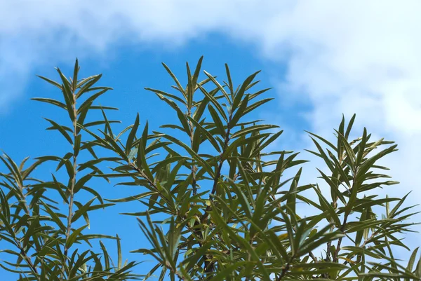 Sea-buckthorn branches top over sky with clouds close up — Stock Photo, Image