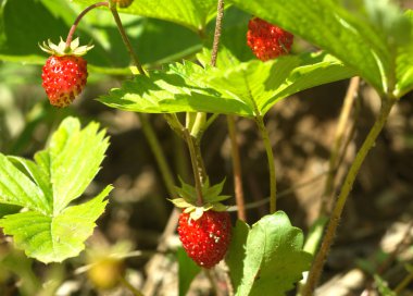 lezzetli ahududu tatlı yetişir