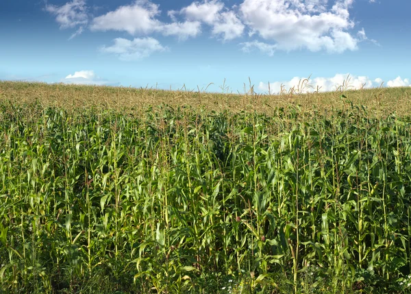 Кукурузное поле под летним небом с облаками — стоковое фото
