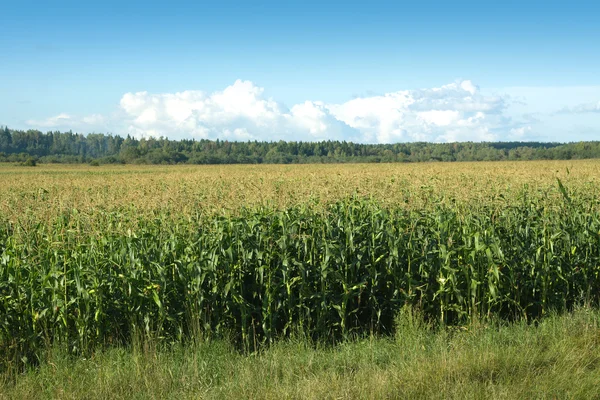 Borda do campo de milho sob o céu de verão e floresta — Fotografia de Stock