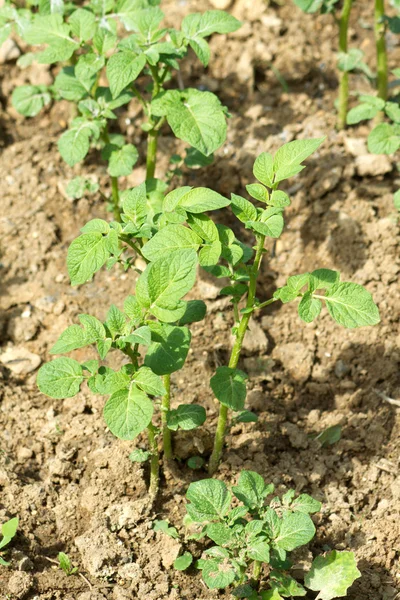 Kartoffelsträucher wachsen im Garten aus nächster Nähe — Stockfoto