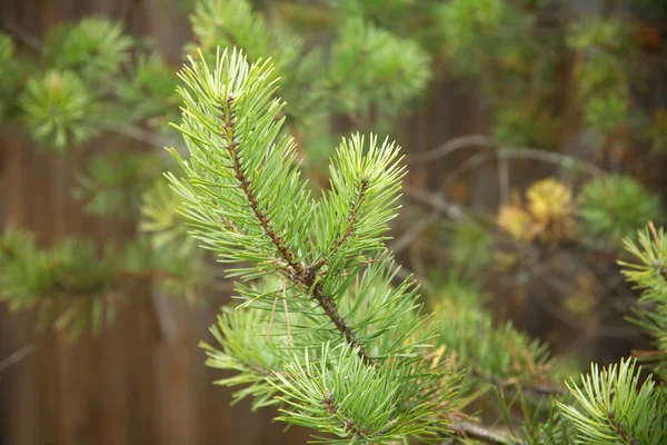 Green pine branch in autumn forest — Stock Photo, Image