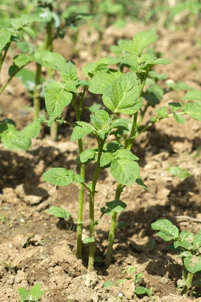 Картофельные кусты растут в саду вблизи — стоковое фото