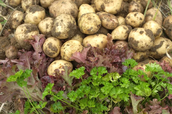 Красный салат, зеленая петрушка и молодая картошка. — стоковое фото