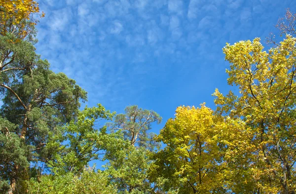 Árboles con hojas amarillas en bosque otoñal — Foto de Stock