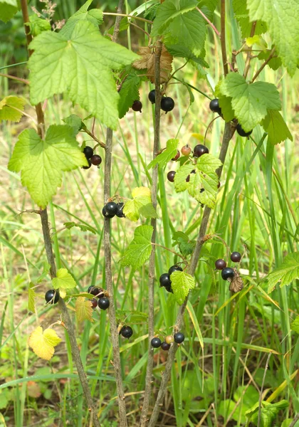 Las bayas maduras de grosella negra crecen cerca — Foto de Stock